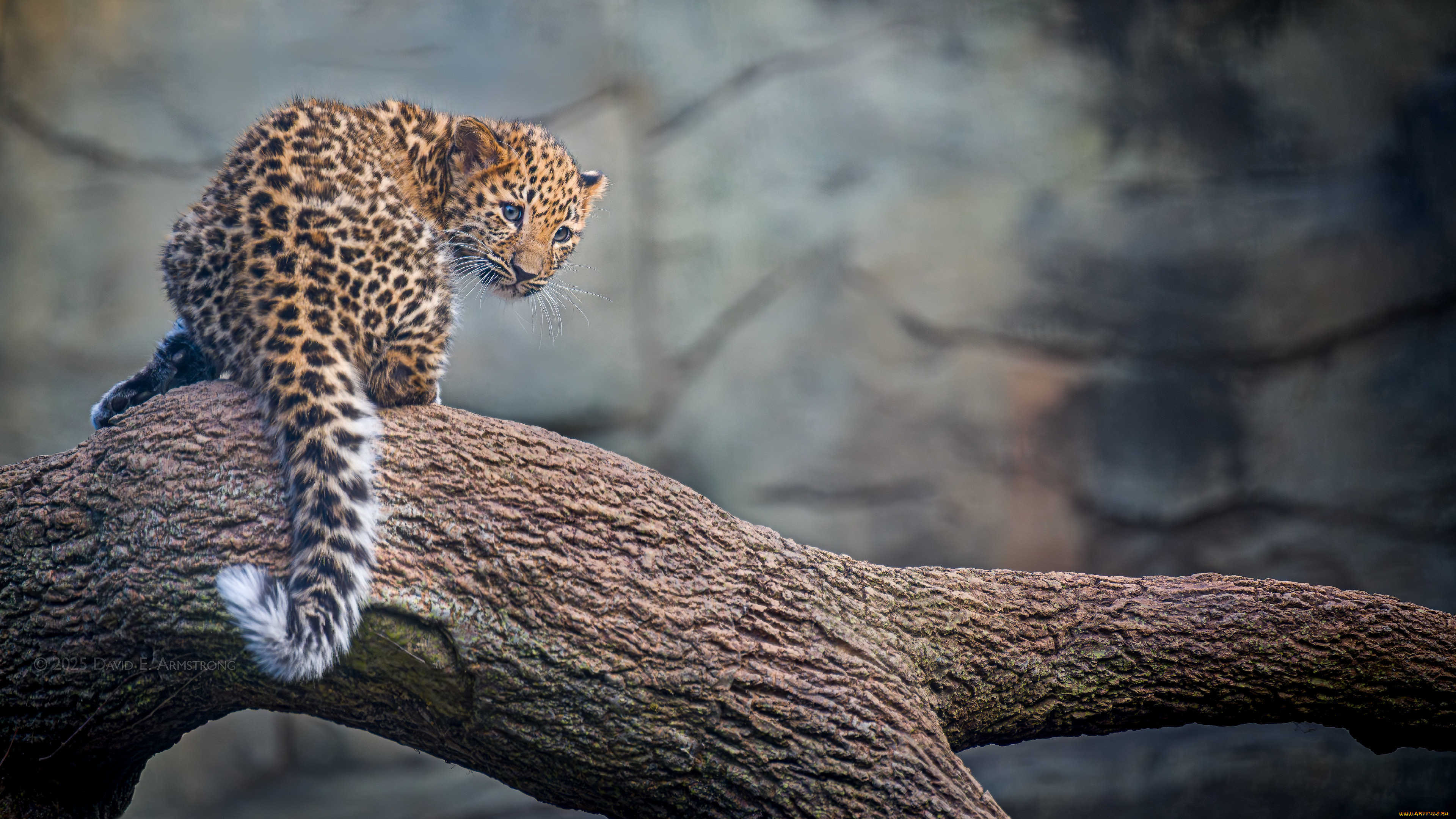 ��������, ������, ���, �����